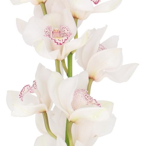 CYMBIDIUM ORCHID NO. 60