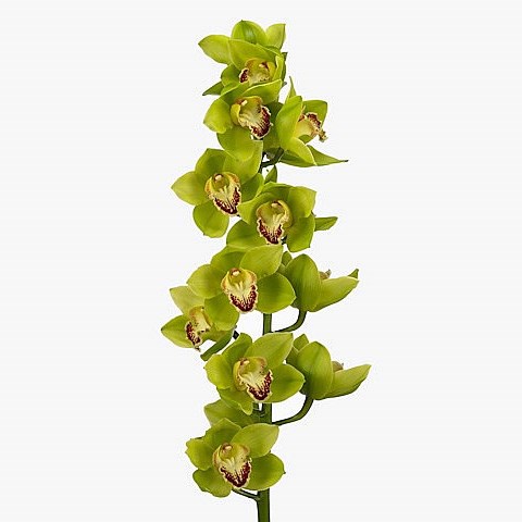 CYMBIDIUM ORCHID NOAH