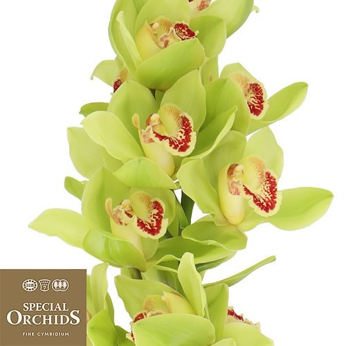 CYMBIDIUM ORCHID NOAH