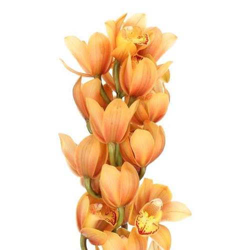 CYMBIDIUM ORCHID ORANGE BEAUTY