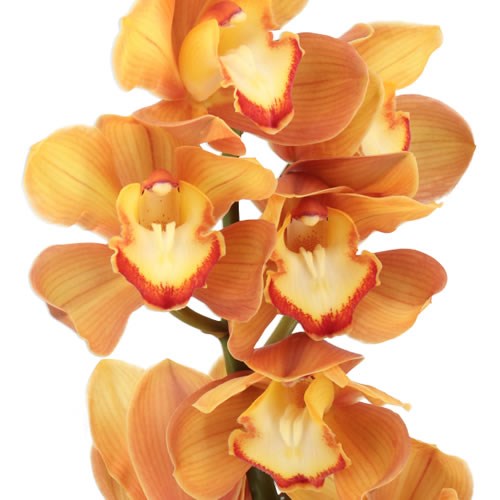 CYMBIDIUM ORCHID ORANGE COUNTY