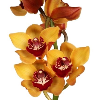CYMBIDIUM ORCHID ORANGE FAVORIT