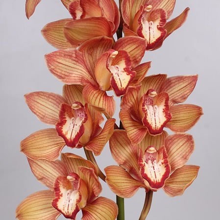 CYMBIDIUM ORCHID ORANGE HOLLAND