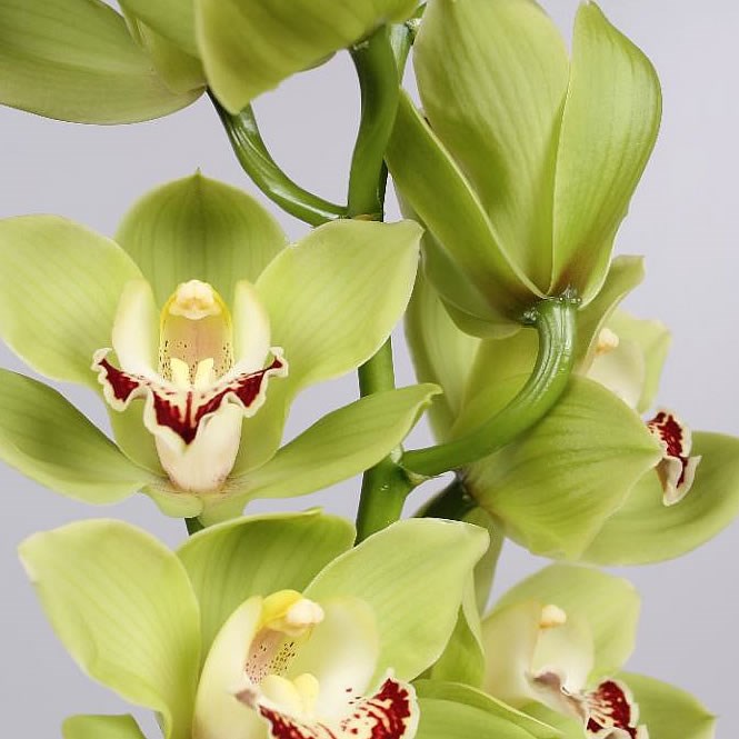 CYMBIDIUM ORCHID OVATI EMERA