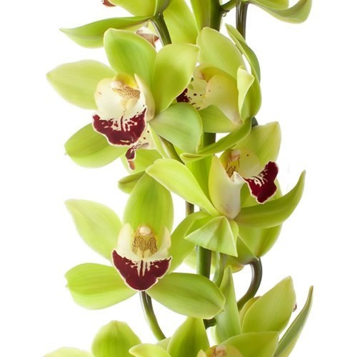 CYMBIDIUM ORCHID OVATION EMERALD