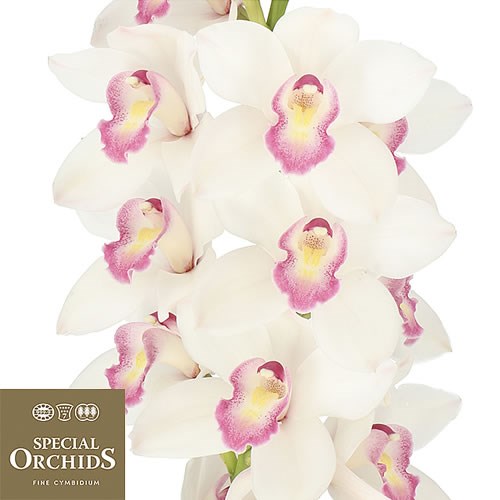 CYMBIDIUM ORCHID PARIS (GROWER PACK)