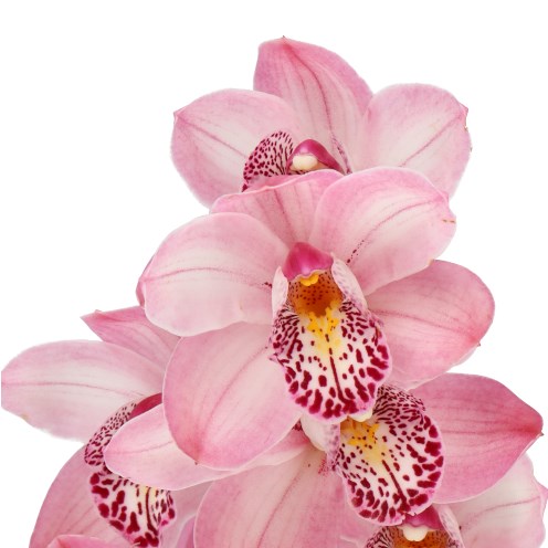 CYMBIDIUM ORCHID PEACHLET IRENE