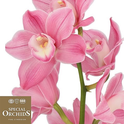 CYMBIDIUM ORCHID PHOEBE (GROWER PACK)