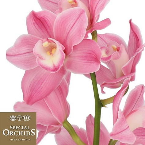 CYMBIDIUM ORCHID PHOEBE (GROWER PACK)