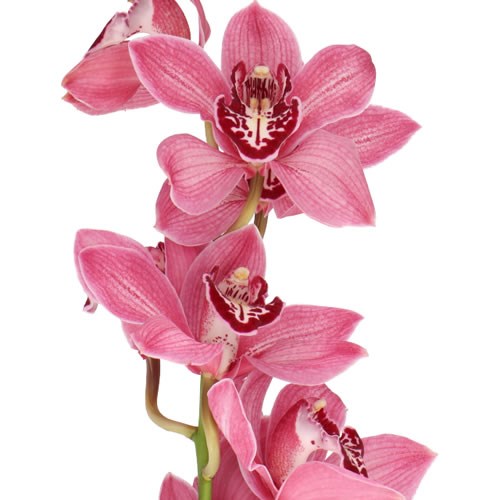 CYMBIDIUM ORCHID PIN-UP