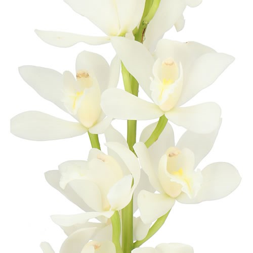 CYMBIDIUM ORCHID PINA COLADA
