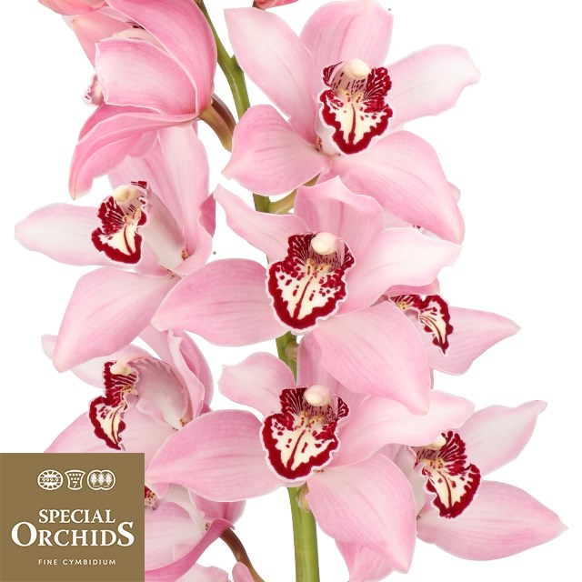 CYMBIDIUM ORCHID PINK DUCKO (GROWER PACK)