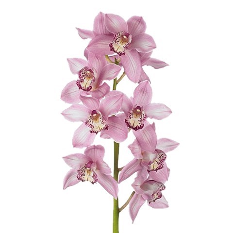 CYMBIDIUM ORCHID PINK FLOYD