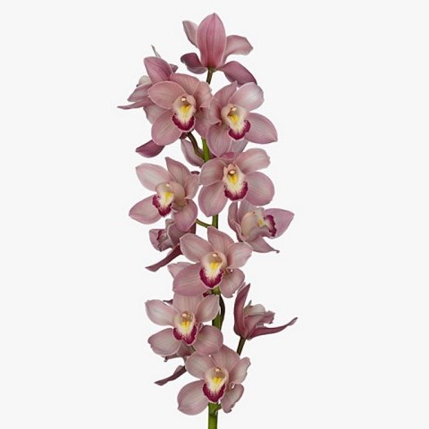 CYMBIDIUM ORCHID PINK LAKE ROSA