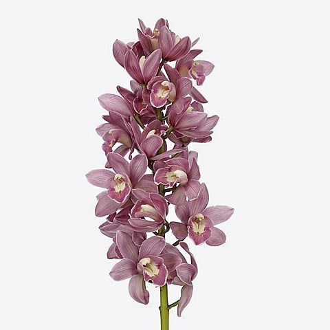 CYMBIDIUM ORCHID PINK PARFAIT