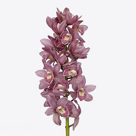 CYMBIDIUM ORCHID PINK PARFAIT