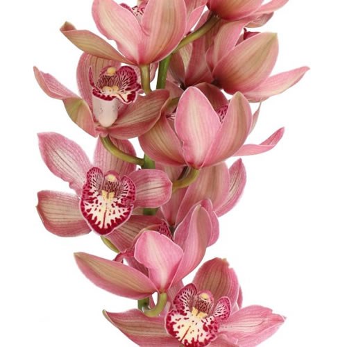 CYMBIDIUM ORCHID PINK PRELUDE