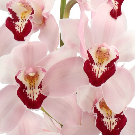 CYMBIDIUM ORCHID PNK DUCKFACE