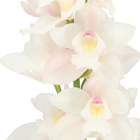 CYMBIDIUM ORCHID POMPEI