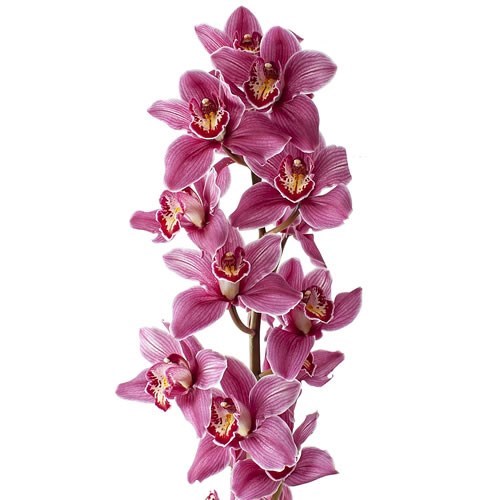 CYMBIDIUM ORCHID POPS PINK
