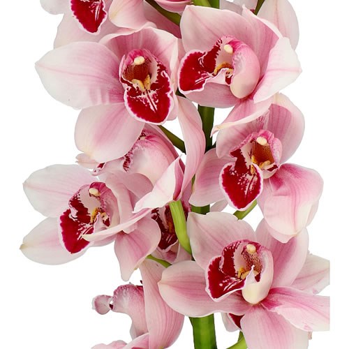 CYMBIDIUM ORCHID PRETTY IN PINK