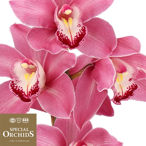 CYMBIDIUM ORCHID PRINCESS (GROWER PACK)