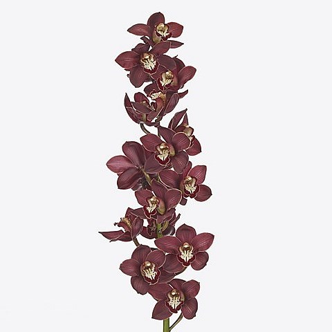 CYMBIDIUM ORCHID PRIWINE