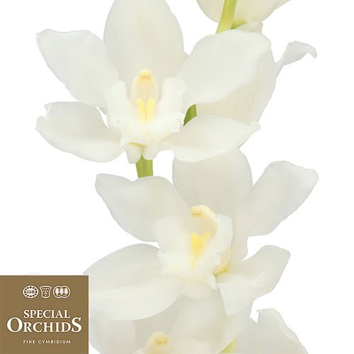 CYMBIDIUM ORCHID PURE WHITE (GROWER PACK)