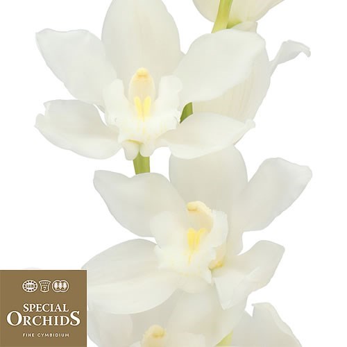 CYMBIDIUM ORCHID PURE WHITE (GROWER PACK)