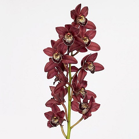 CYMBIDIUM ORCHID RED BEAUTY