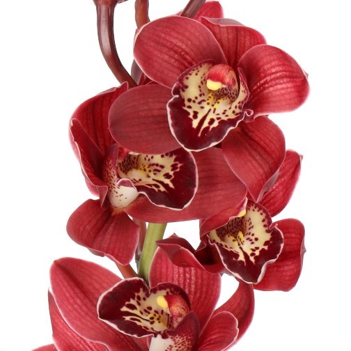CYMBIDIUM ORCHID RED BEAUTY