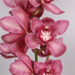 CYMBIDIUM ORCHID RED DREAM