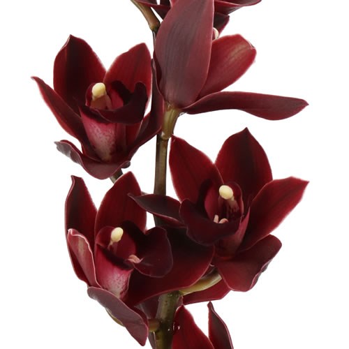 CYMBIDIUM ORCHID RED VELVET