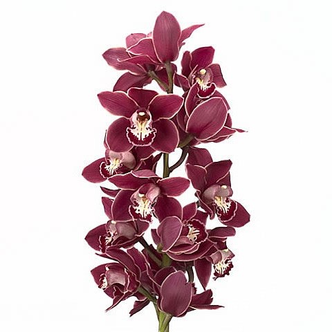 CYMBIDIUM ORCHID RED VELVET HENRIETTE