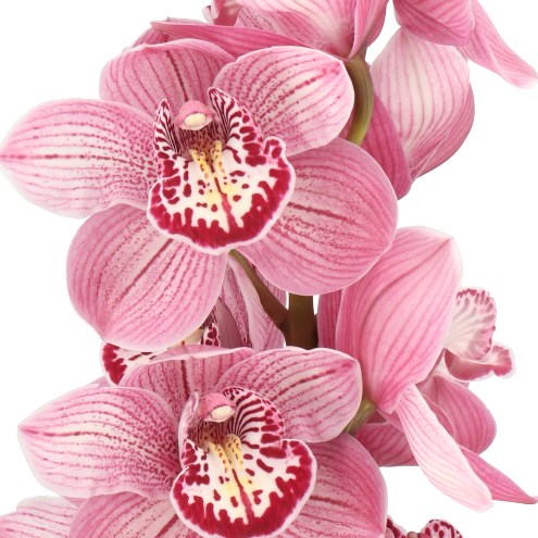 CYMBIDIUM ORCHID RED ZEBRA