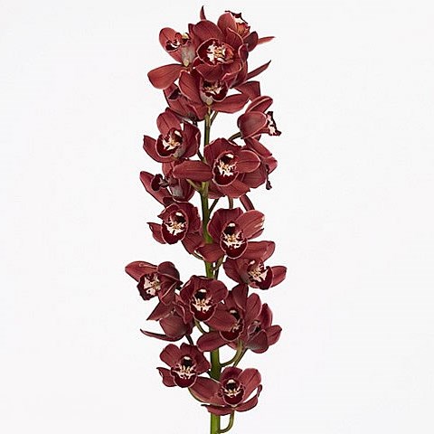 CYMBIDIUM ORCHID REDBAKER BENJAMIN