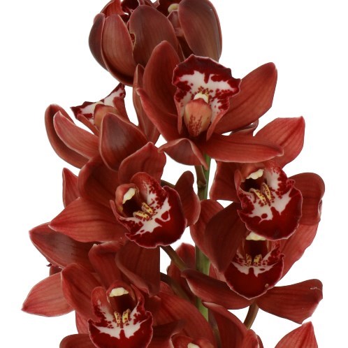 CYMBIDIUM ORCHID REDBAKER BENJAMIN