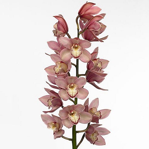 CYMBIDIUM ORCHID REYNELLA