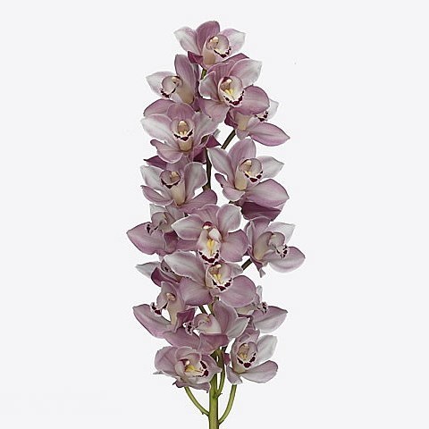 CYMBIDIUM ORCHID RIAAD