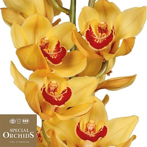 CYMBIDIUM ORCHID RIJSENHOUT (GROWER PACK)