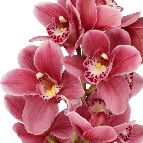 CYMBIDIUM ORCHID RINCON FAIRY PINK PERFECT
