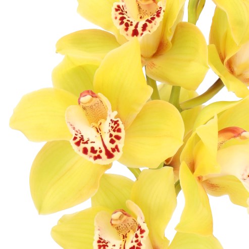 CYMBIDIUM ORCHID RIVA
