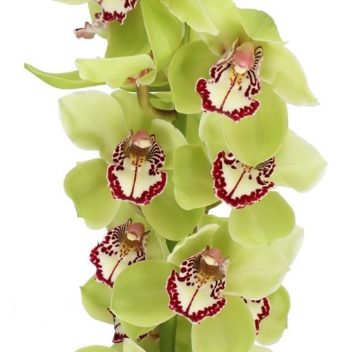 CYMBIDIUM ORCHID ROBIN HOOD