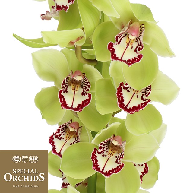 CYMBIDIUM ORCHID ROBIN HOOD (GROWER PACK)