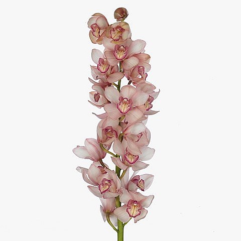 CYMBIDIUM ORCHID RONDO