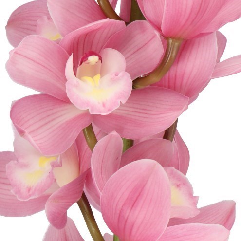 CYMBIDIUM ORCHID ROSANNA