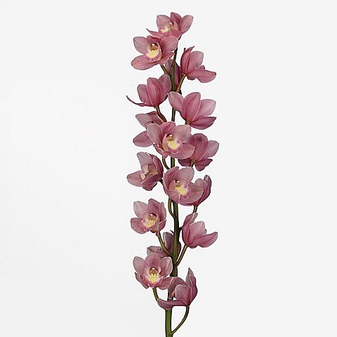 CYMBIDIUM ORCHID ROSANNA