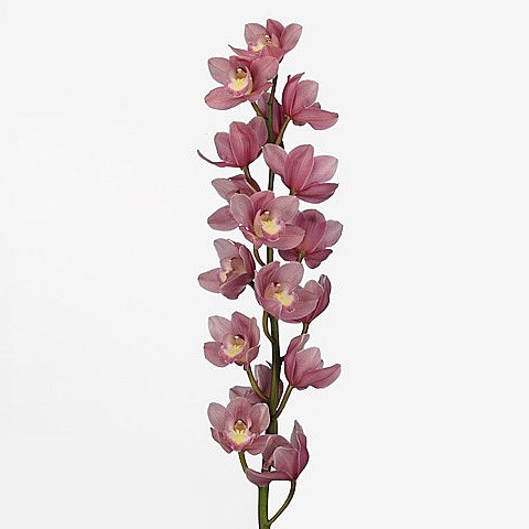 CYMBIDIUM ORCHID ROSANNA