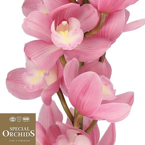 CYMBIDIUM ORCHID ROSANNA (GROWER PACK)