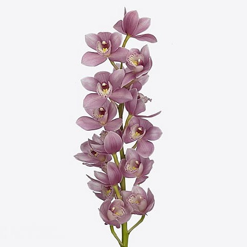 CYMBIDIUM ORCHID ROSANNA SHAW